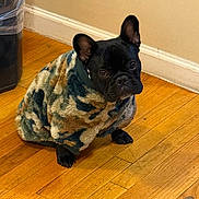 Oreo is registered to the contest to win money with this photo: dog, french_bulldog, pet, indoor, wooden_floor, sweater, camouflage, black_dog, small_dog, cozy, curious, looking_up, floor, wall, trash_bin, companion, domestic_animal, cute, animal, home
