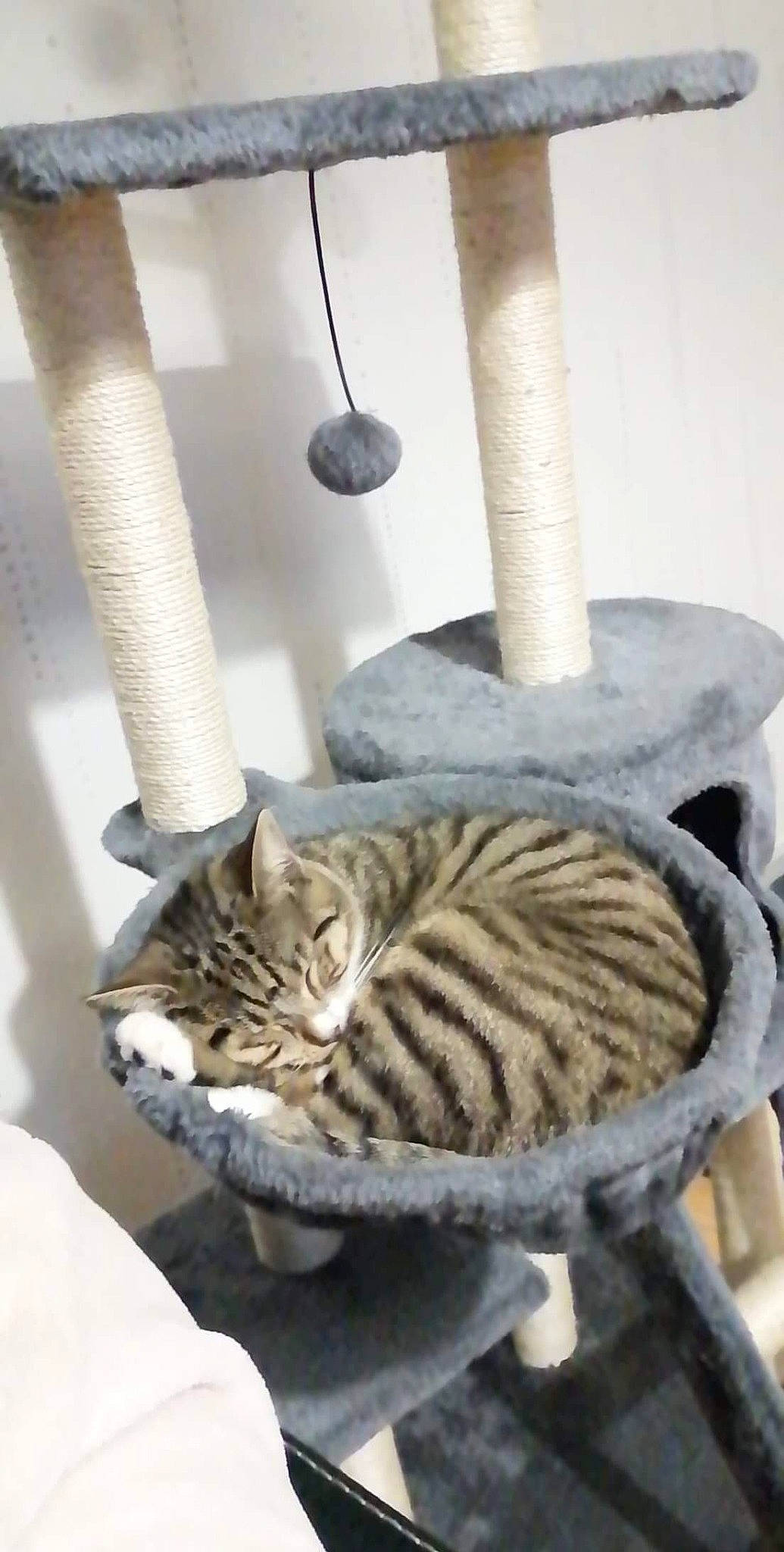 Chaussette a rejoint le concours — aidez-le/la à gagner de superbes lots ! carnivore, cat, cat_bed, cat_supply, ceiling, comfort, domestic_short_haired_cat, fawn, felidae, fur, grey, metal, pet_supply, room, small_to_medium_sized_cats, tail, terrestrial_animal, twig, whiskers, wood