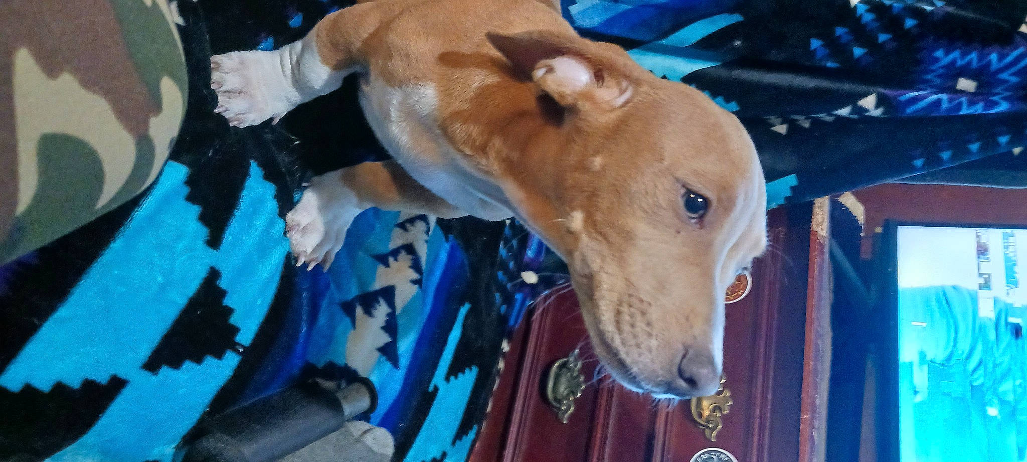 Boots joined the competition — help win amazing prizes! canidae, carnivore, collar, companion_dog, dog, dog_breed, dog_collar, dog_supply, electric_blue, fawn, liver, non_sporting_group, pet_supply, rampur_greyhound, sighthound, snout, sporting_group, terrestrial_animal, whiskers, working_animal