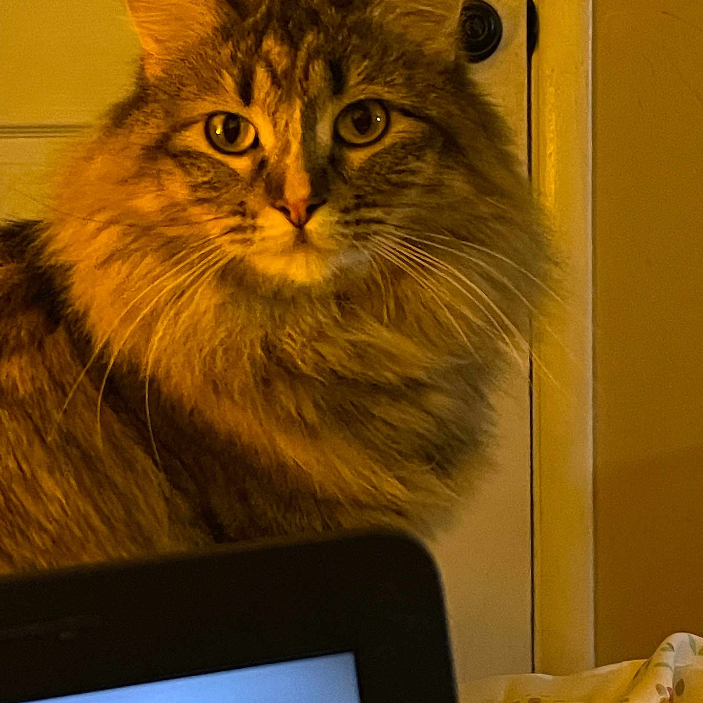 Osita is registered to the contest to win money with this photo: cat, tabby, fluffy, indoor, warm_lighting, door, feline, pet, whiskers, closeup, portrait, animal, mammal, domestic_cat, curious, yellow_lighting, home, blanket, laptop, cozy