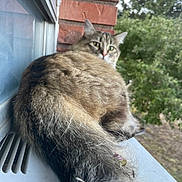 Osita joined the competition — help win amazing prizes! cat, tabby, fluffy, tail, windowsill, window, brick_wall, greenery, outdoor, animal, pet, feline, curious, looking_back, relaxed, nature, daylight, fur, whiskers, ears