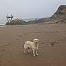 Vickie a rejoint le concours — aidez-le/la à gagner de superbes lots ! animal, beach, calm, coast, daytime, dog, footprints, golden_retriever, lifeguard_tower, nature, outdoor, overcast, pet, rock, sand, scenic, shore, sky, standing, water