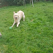 Vickie a rejoint le concours — aidez-le/la à gagner de superbes lots ! animal, backyard, barbecue_grill, canine, daytime, dog, fence, fun, grass, green_ball, happy, house, lawn, nature, outdoor, pet, playful, running, shrub, tree