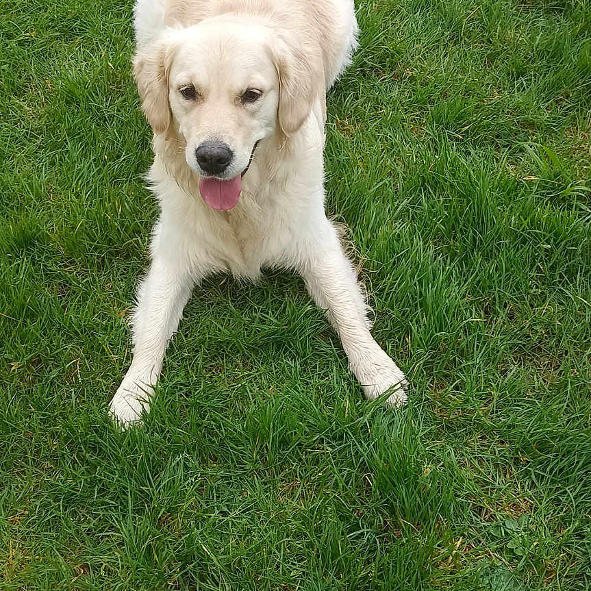 Vickie participe au concours pour gagner de l'argent avec cette photo : animal, canine, cute, dog, domestic_animal, friendly, fur, golden_retriever, grass, greenery, happy, laying_down, mammal, nature, outdoor, park, pet, playful, summer, tongue_out