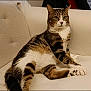 cat, tabby, feline, pet, animal, couch, indoor, fur, whiskers, paws, relaxed, seated, domestic, cute, mammal, striped, resting, comfortable, household, portrait