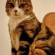 Rusty a rejoint le concours — aidez-le/la à gagner de superbes lots ! animal, cat, closeup, cute, domestic_cat, ears, face, feline, fur, furry, indoor, looking, mammal, pet, portrait, sitting, striped, tabby, tail, whiskers
