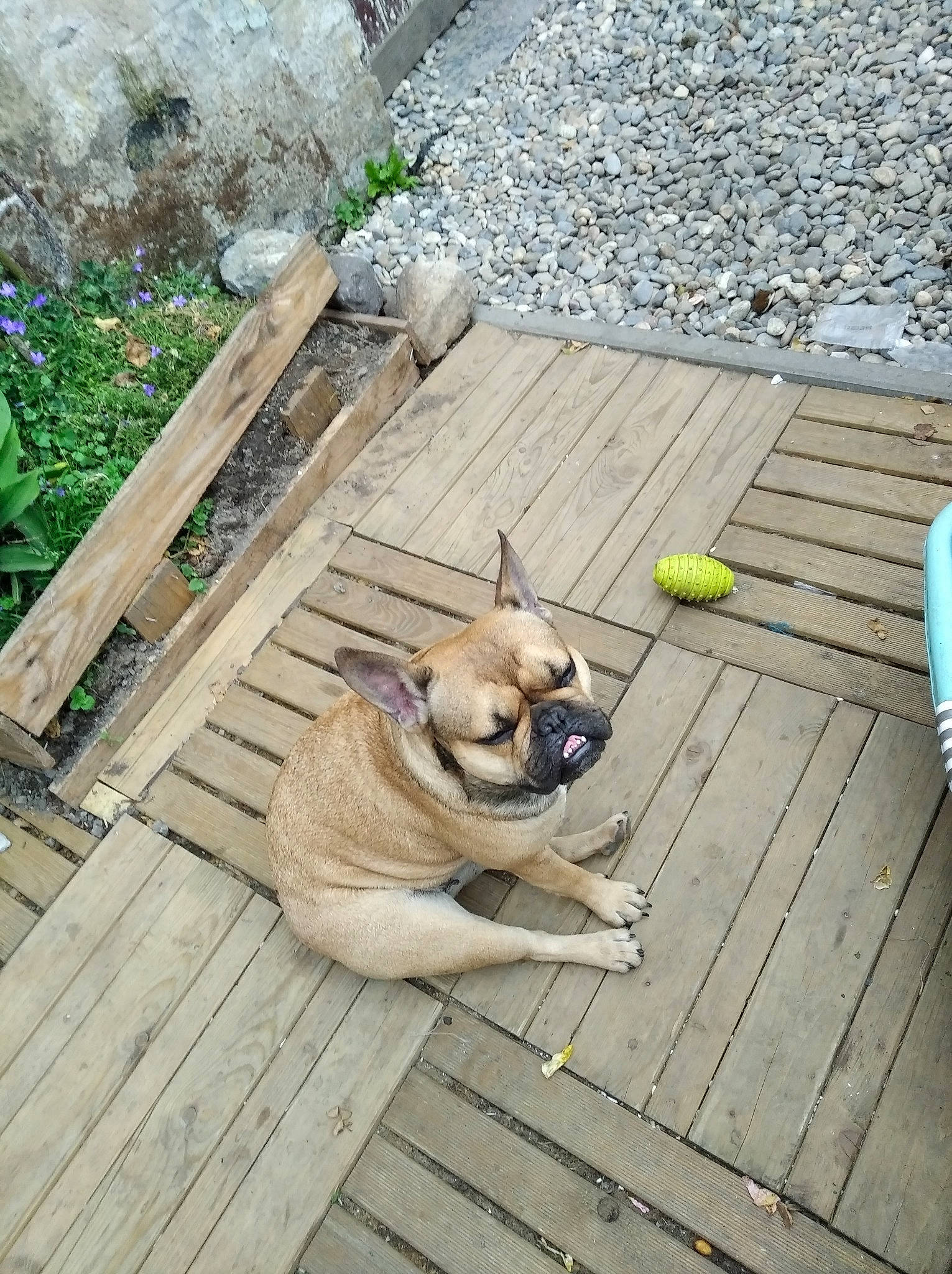 Pia a rejoint le concours — aidez-le/la à gagner de superbes lots ! canidae, carnivore, companion_dog, dog, dog_breed, fawn, french_bulldog, mammal, non_sporting_group, snout