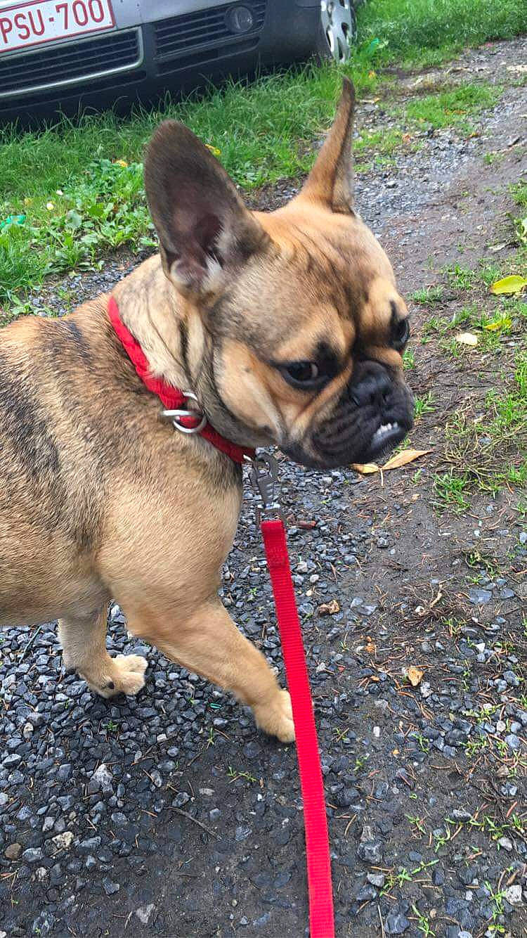 Pia a rejoint le concours — aidez-le/la à gagner de superbes lots ! bulldog, canidae, carnivore, collar, companion_dog, dog, dog_breed, dog_collar, fawn, french_bulldog, grass, leash, mammal, non_sporting_group, pug, rare_breed_dog, snout, sporting_group, vertebrate