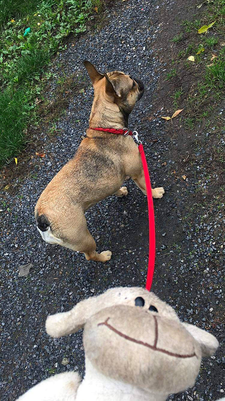 Pia a rejoint le concours — aidez-le/la à gagner de superbes lots ! canidae, carnivore, collar, companion_dog, dog, dog_breed, dog_collar, dog_walking, fawn, leash, pug, snout, tail