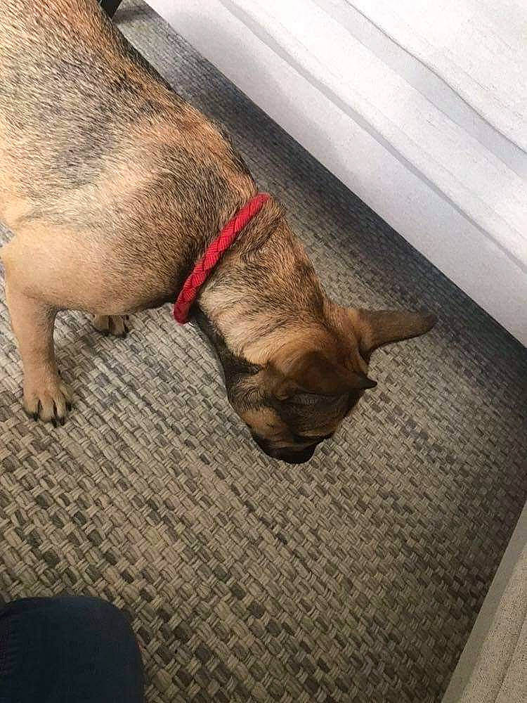 Pia participe au concours pour gagner de l'argent avec cette photo : canidae, carnivore, dog, dog_breed, fawn, floor, leg, puppy, snout, tail