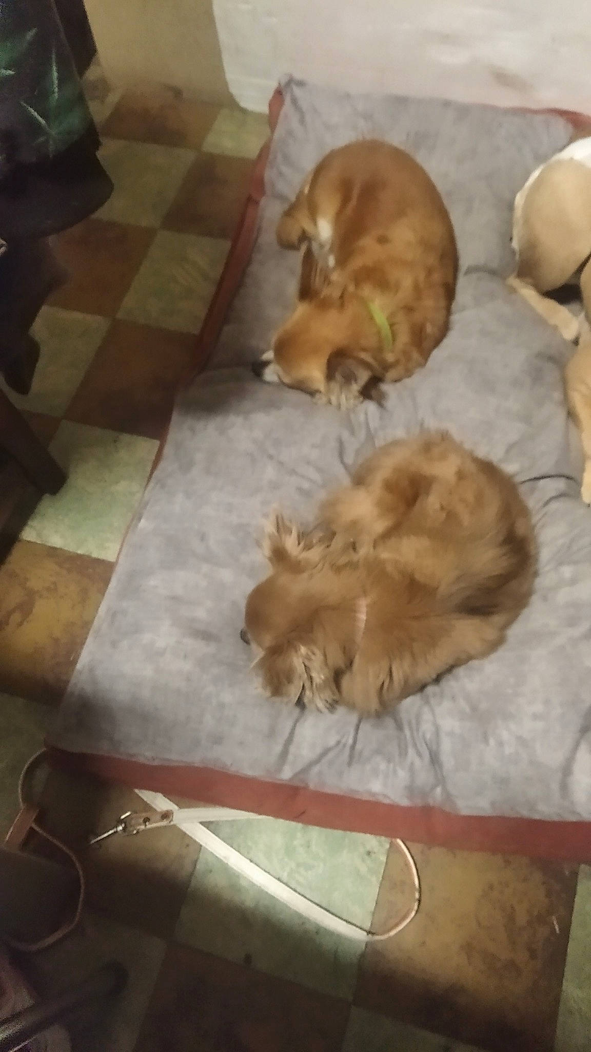 Leyla Et Princesse a rejoint le concours — aidez-le/la à gagner de superbes lots ! american_cocker_spaniel, canidae, carnivore, companion_dog, dog, dog_breed, english_cocker_spaniel, fawn, golden_retriever, lhasa_apso, liver, puppy, retriever, shih_tzu, spaniel, sporting_group