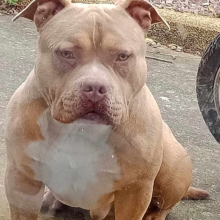 Ullo participe au concours pour gagner de l'argent avec cette photo : advertisement, animal, bostonbull, boxer, bulldog, canine, dog, frenchbulldog, machine, pet, pitbull, poster, puppy, snout, spoke, wheel