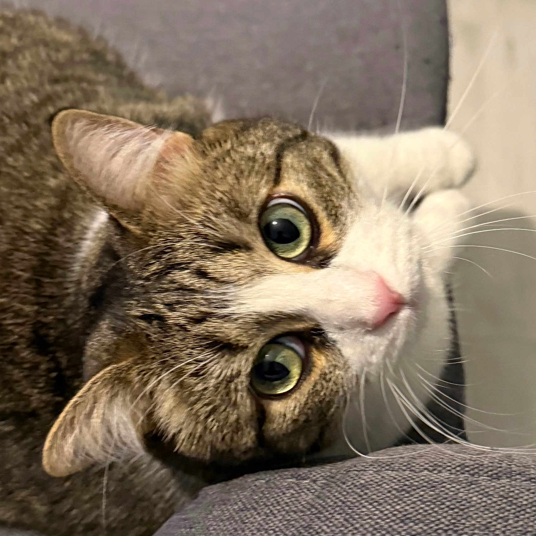 Maya
