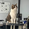 Maya a rejoint le concours — aidez-le/la à gagner de superbes lots ! cat, table, granite, kitchen, spray_bottle, paper_towels, painting, butterfly, furniture, indoor, modern, curious, pet, domestic_animal, household, gray_wall, lamp, stove_pipe, chair, countertop