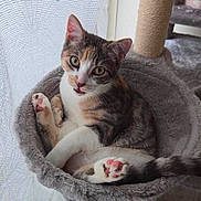 Millie participe au concours pour gagner de l'argent avec cette photo : cat, kitten, pet, feline, paw, fur, whiskers, bed, cozy, indoor, curious, looking, relaxed, cute, animal, domestic, closeup, tabby, playful, resting