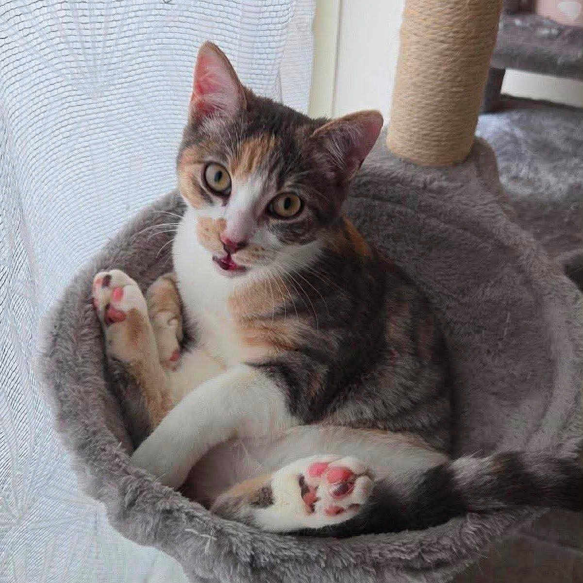 Millie participe au concours pour gagner de l'argent avec cette photo : cat, kitten, pet, feline, paw, fur, whiskers, bed, cozy, indoor, curious, looking, relaxed, cute, animal, domestic, closeup, tabby, playful, resting