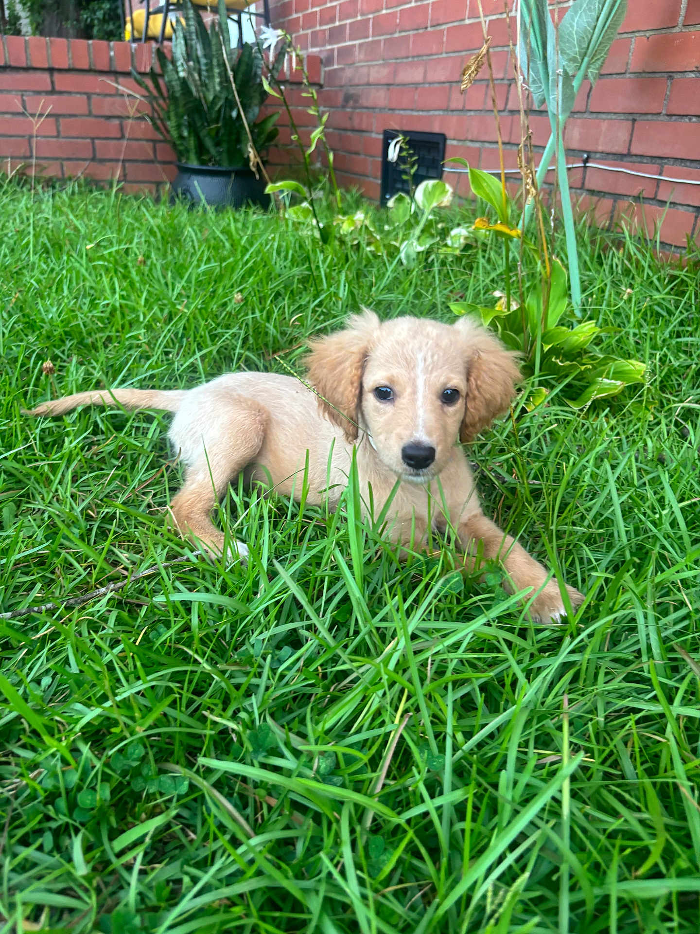 Nyla