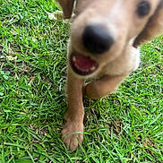 Nyla is registered to the contest to win money with this photo: animal, blur, canine, cheerful, closeup, daylight, dog, fur, grass, green, motion, mouth, nature, outdoor, paw, pet, playful, puppy, running, young