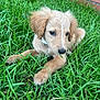 Nyla joined the competition — help win amazing prizes! animal, background, brown, closeup, collar, cute, dog, ears, face, fur, grass, green, lying_down, nature, outdoor, pet, playful, puppy, snout, young