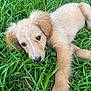Nyla is registered to the contest to win money with this photo: adorable, animal, canine, closeup, cute, dog, friendly, fur, grass, greenery, laying_down, mammal, nature, outdoor, pet, playful, puppy, relaxed, summer, young