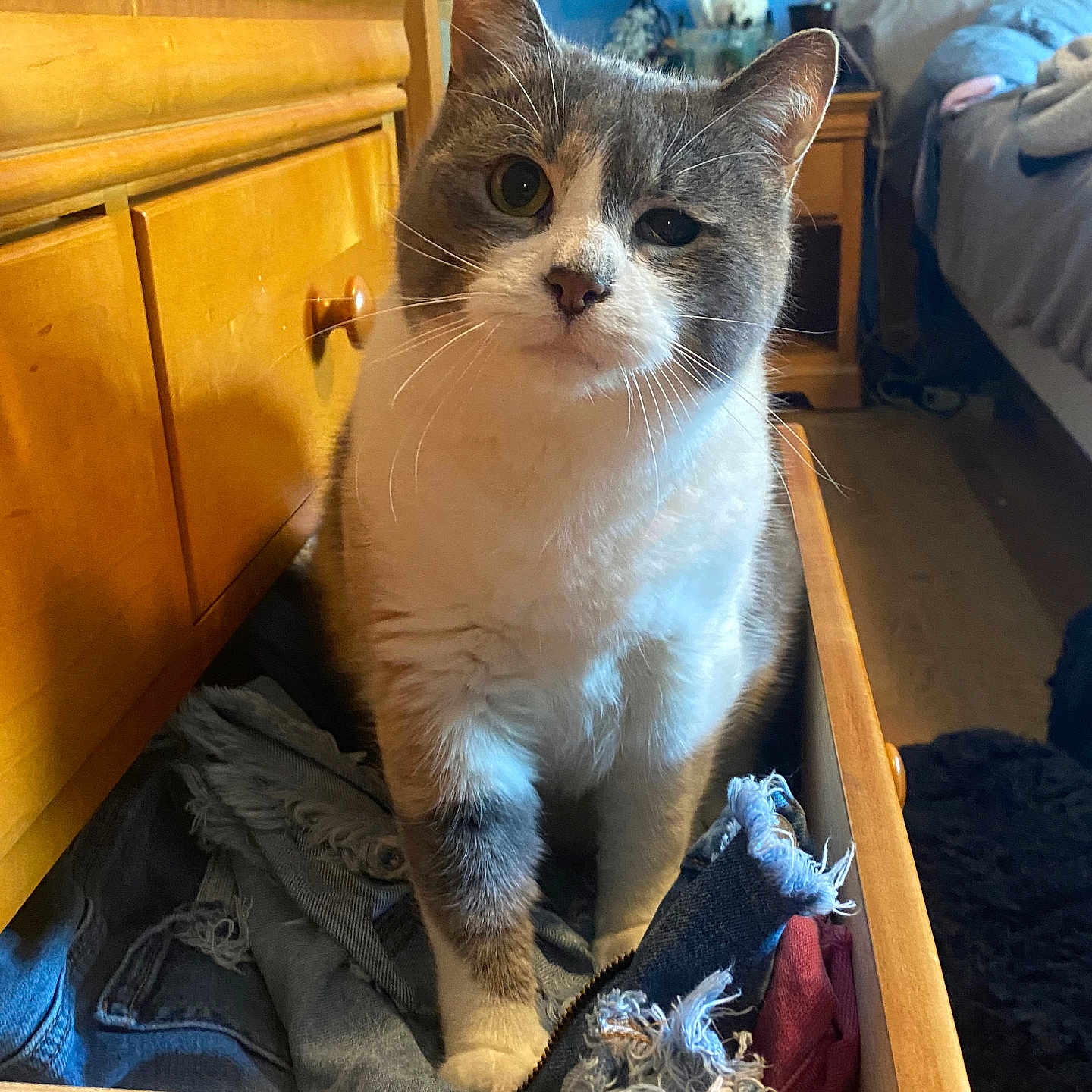 Princess Floof is registered to the contest to win money with this photo: bed, bedroom, blue_wall, casual, cat, clothes, cozy, curious, drawer, feline, furniture, gray_and_white, home, indoor, lamp, nightstand, pet, relaxed, textile, wooden