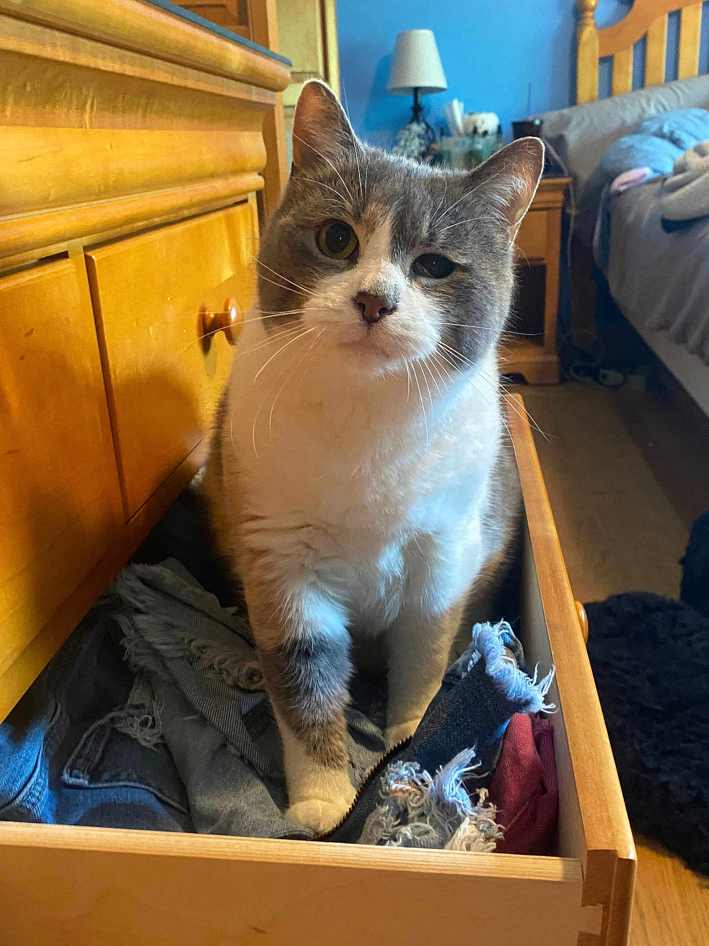 Princess Floof is registered to the contest to win money with this photo: cat, drawer, clothes, furniture, bedroom, wooden, curious, gray_and_white, indoor, pet, cozy, feline, home, bed, lamp, blue_wall, nightstand, textile, casual, relaxed