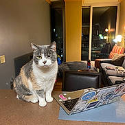 Princess Floof joined the competition — help win amazing prizes! cat, calico_cat, indoor, laptop, sticker, counter, living_room, lamp, chair, sofa, pillow, table, window, night, reflection, wood_floor, technology, pet, furniture, home