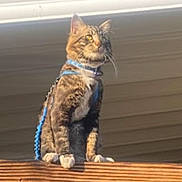Boba is registered to the contest to win money with this photo: cat, tabby_cat, harness, wooden_railing, outdoor, sunlight, tree, leafy, pet, animal, feline, sitting, perched, fur, whiskers, daylight, nature, backyard, house_roof, blue_harness