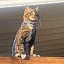 cat, tabby_cat, harness, wooden_railing, outdoor, sunlight, tree, leafy, pet, animal, feline, sitting, perched, fur, whiskers, daylight, nature, backyard, house_roof, blue_harness