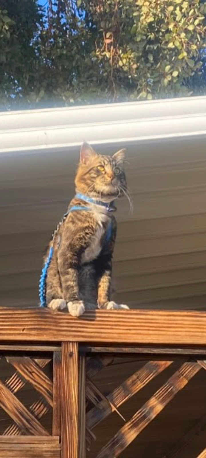 Boba is registered to the contest to win money with this photo: cat, tabby_cat, harness, wooden_railing, outdoor, sunlight, tree, leafy, pet, animal, feline, sitting, perched, fur, whiskers, daylight, nature, backyard, house_roof, blue_harness