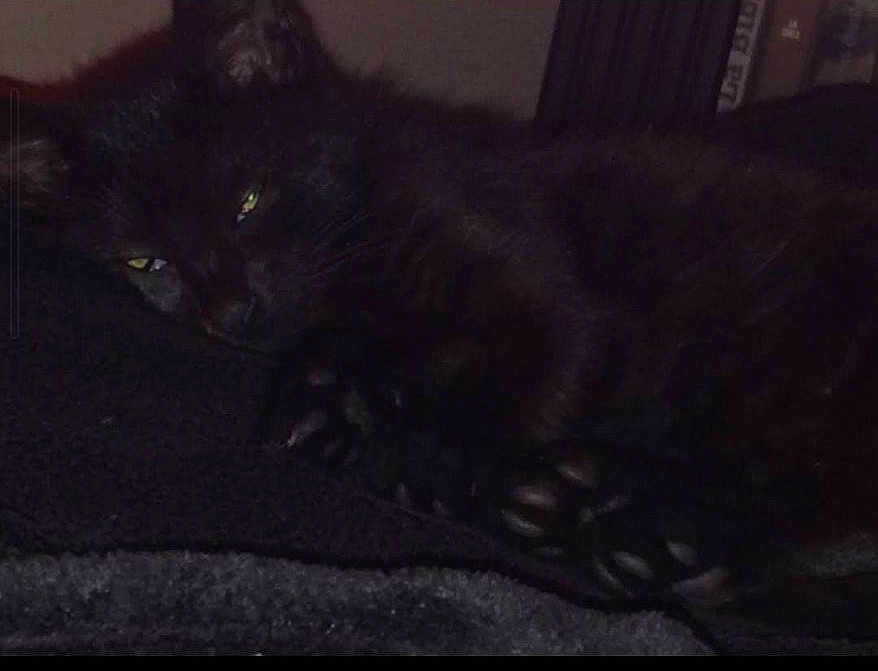 Siouxsie