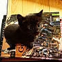 Siouxsie a rejoint le concours — aidez-le/la à gagner de superbes lots ! animal_portrait, black_cat, book, close_up, curious, cute, domestic_cat, feline, history_book, indoor, kitten, looking_up, pet, small_animal, soft_fur, stacked_books, tiny, whiskers, wood_floor, young_cat