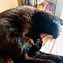 animal, black_cat, cat, close_up, cozy, curled_up, cute, domestic_animal, feline, fur, indoor, paw, pet, quiet, relaxing, resting, sleeping, soft, sunlight, whiskers