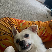 Diego is registered to the contest to win money with this photo: dog, puppy, white_dog, small_dog, pet, animal, lying_down, upside_down, open_mouth, teeth, funny_expression, goofy, portrait, close_up, bed, bedding, orange, patterned_fabric, indoors, relaxed