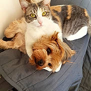 Olka participe au concours pour gagner de l'argent avec cette photo : animal, calico_cat, cat, closeup, companion, cozy, cute, dog, domestic, friendship, fur, gray_quilt, indoor, pet, quilt, relaxed, resting, small_dog, snuggling, yellow_eyes