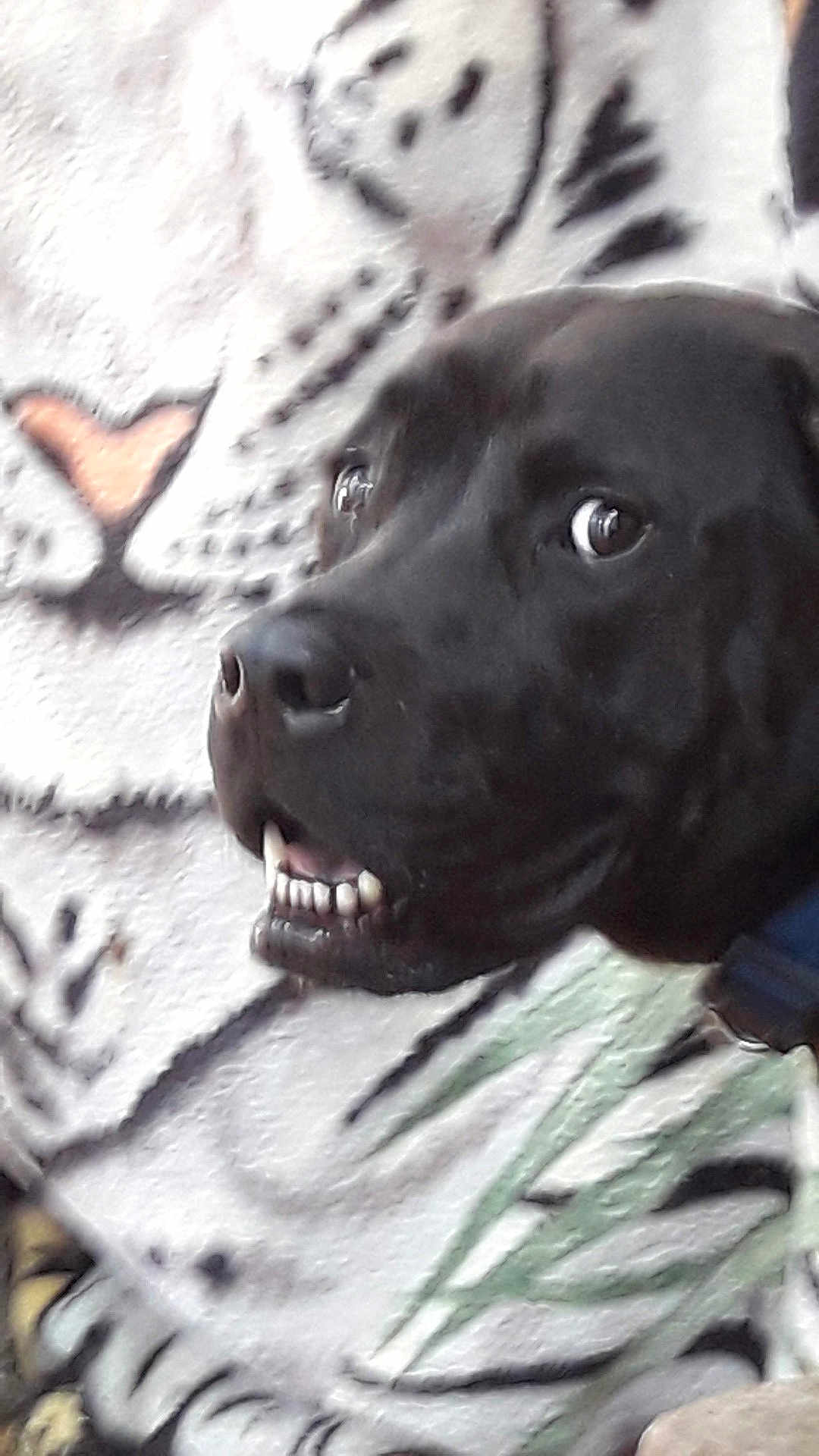 Benny joined the competition — help win amazing prizes! dog, black_dog, close_up, teeth, pet, animal, indoor, blanket, pattern, cozy, cute, fur, face, canine, expression, snout, domestic_animal, portrait, looking_away, background