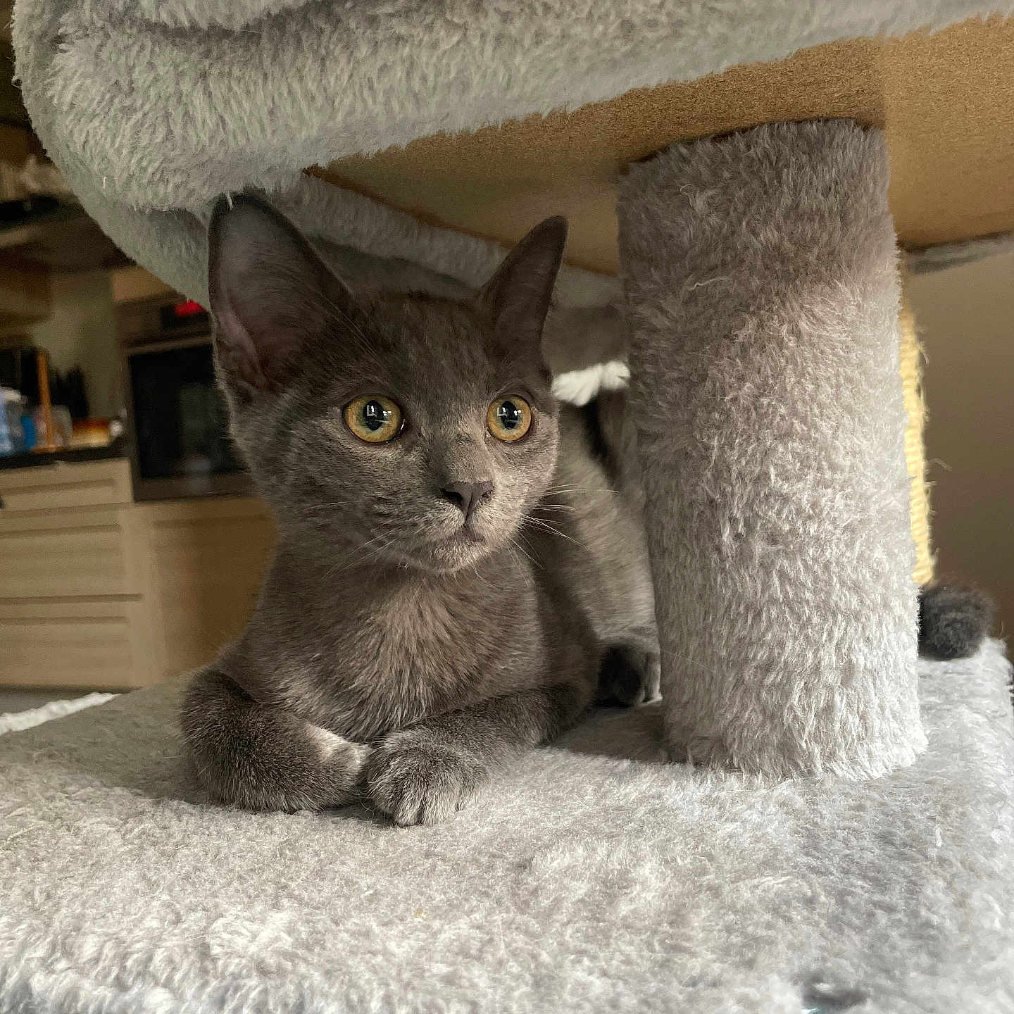Arès a rejoint le concours — aidez-le/la à gagner de superbes lots ! animal, carpeted_surface, cat, cat_tree, curious, cute, ears, feline, furniture, gray_cat, home, indoor, kitchen, kitten, paws, pet, resting, soft_texture, whiskers, young_cat