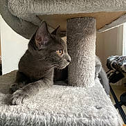 Arès participe au concours pour gagner de l'argent avec cette photo : cat, gray_cat, feline, pet, indoor, cat_tree, carpeted, fur, whiskers, ears, amber_eyes, relaxed, curious, animal, domestic_animal, resting, side_view, soft_texture, cozy, home