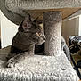 cat, gray_cat, feline, pet, indoor, cat_tree, carpeted, fur, whiskers, ears, amber_eyes, relaxed, curious, animal, domestic_animal, resting, side_view, soft_texture, cozy, home