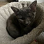 cat, kitten, gray_cat, pet, furry, cozy, cat_bed, indoor, animal, cute, small, fur, ears, whiskers, resting, looking, floor, soft, comfortable, domestic