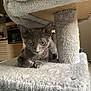 kitten, cat, gray_cat, cat_tree, furniture, indoor, pet, animal, fuzzy, paws, ears, eyes, resting, cute, young_cat, household, cozy, soft_texture, looking, relaxed
