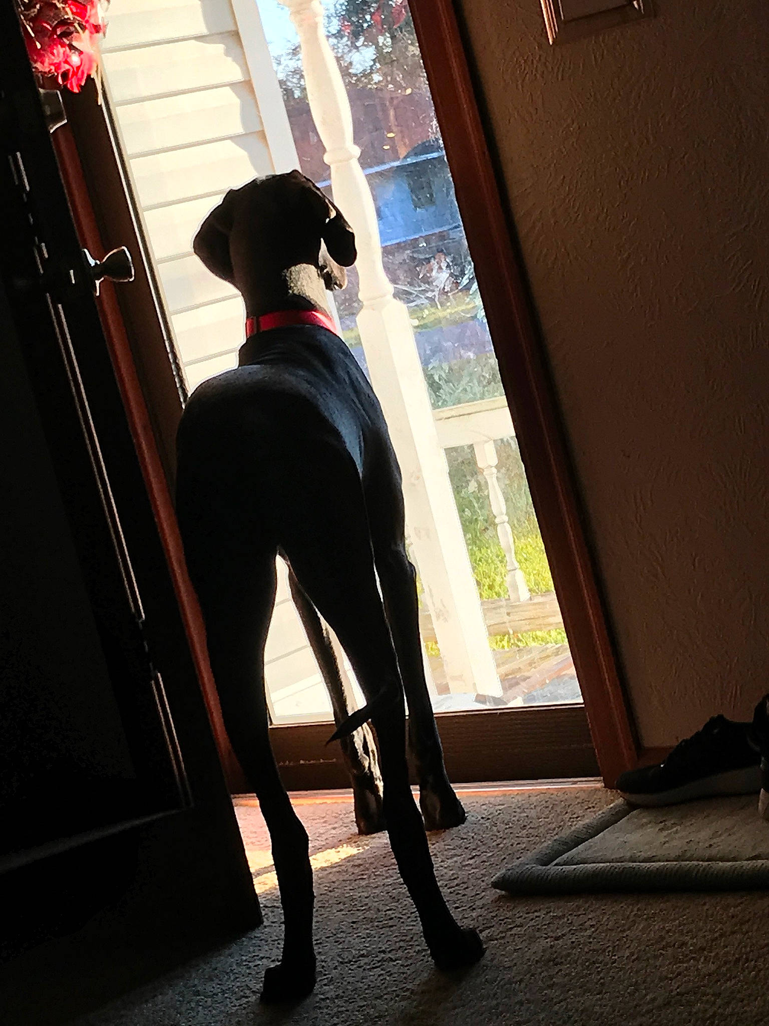 Baylie joined the competition — help win amazing prizes! canidae, carnivore, costume, dog, dog_breed, fashion_accessory, great_dane, guard_dog, human_leg, leash, leg, non_sporting_group, sporting_group, tail, thigh, tights, waist, window