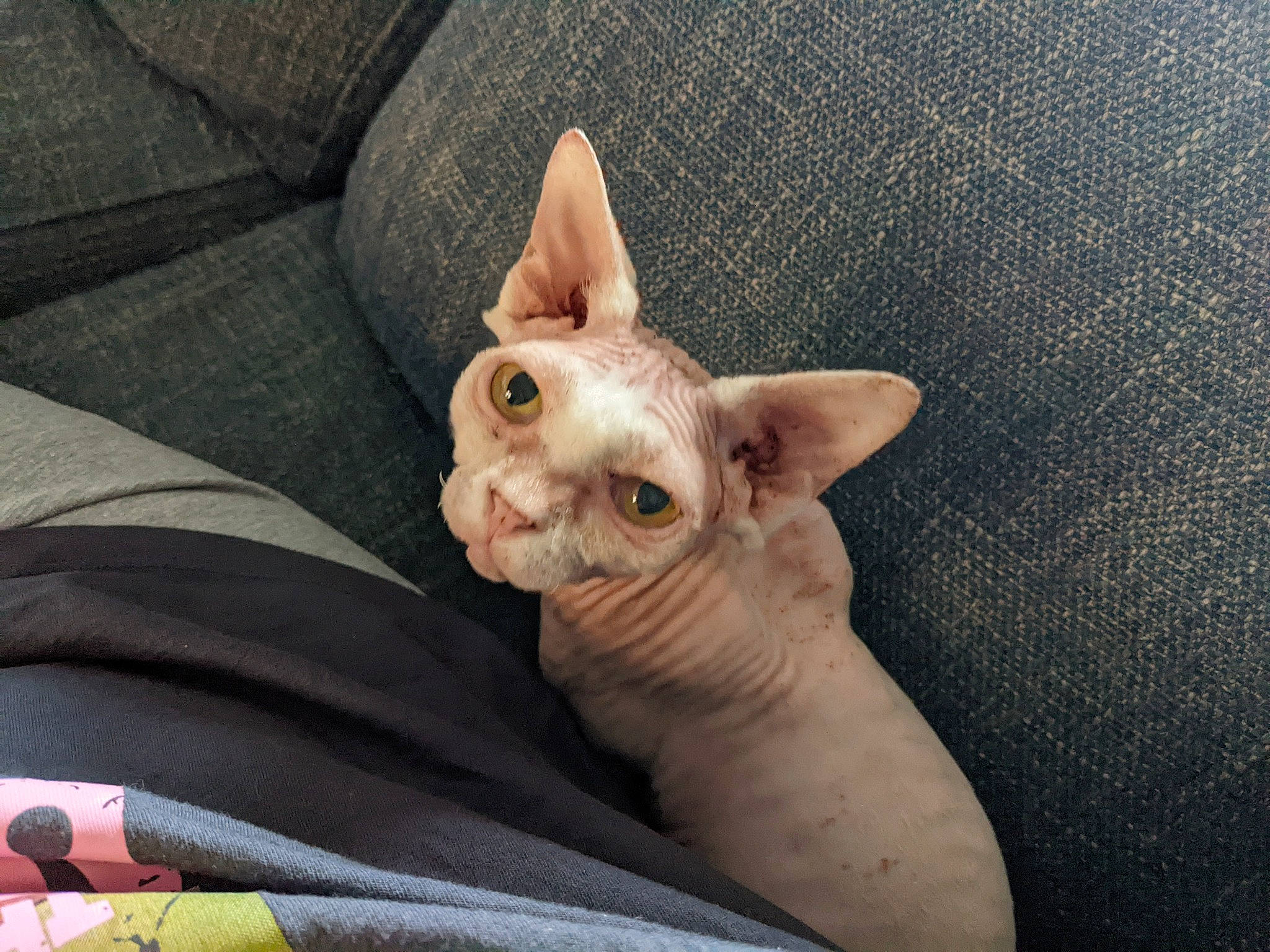 Destiny joined the competition — help win amazing prizes! carnivore, cat, comfort, couch, domestic_short_haired_cat, ear, eye, fawn, felidae, finger, fur, gesture, musical_instrument, nail, paw, small_to_medium_sized_cats, snout, sphynx, thumb, whiskers