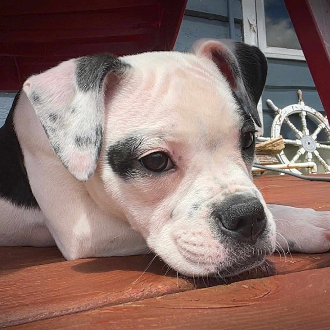 Gigi is registered to the contest to win money with this photo: animal, black_and_white, calm, canine, close_up, cute, daylight, dog, fence, house, lying_down, outdoor, pet, puppy, red_chair, resting, ship_wheel, window, wooden_deck, young_dog