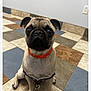 Reign is registered to the contest to win money with this photo: animal, black, brown, canine, collar, companion, cute, dog, domestic_animal, floor, floor_tiles, indoor, leash, looking_up, pet, pug, sitting, small_dog, tile_pattern, young_dog