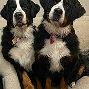Zoe And Joy joined the competition — help win amazing prizes! bernese_mountain_dog, dog, pets, animal, furry, sitting, indoor, closeup, companions, cute, two_dogs, black_white_brown, collar, tag, fur, ears, paws, chair, home, friendly