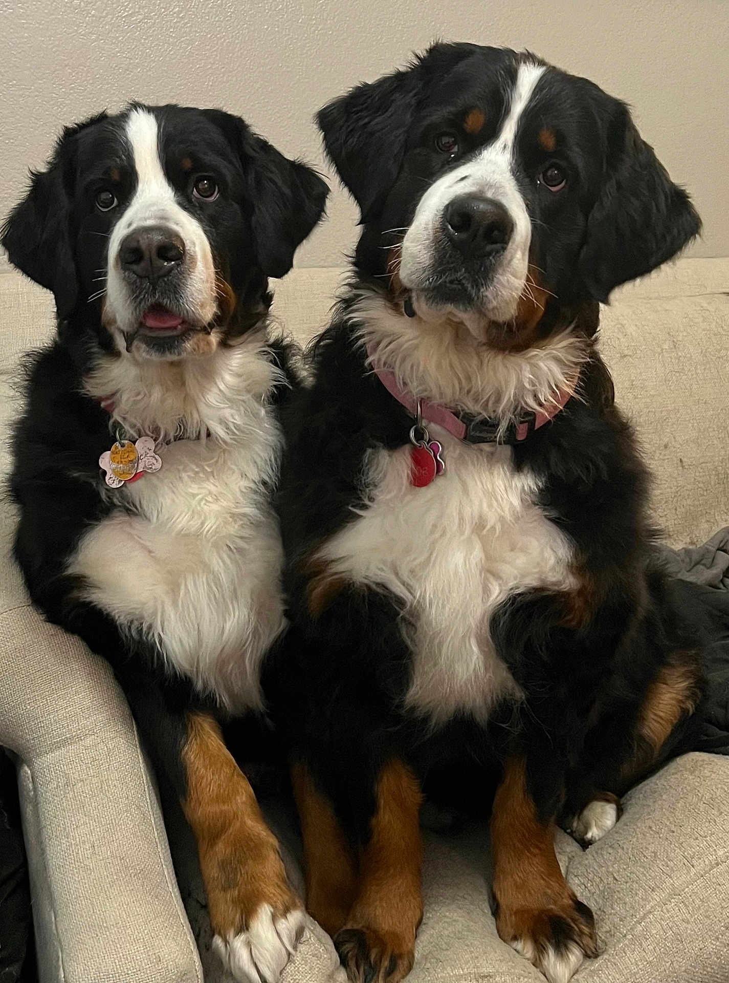 Zoe And Joy joined the competition — help win amazing prizes! bernese_mountain_dog, dog, pets, animal, furry, sitting, indoor, closeup, companions, cute, two_dogs, black_white_brown, collar, tag, fur, ears, paws, chair, home, friendly