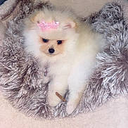 Bunny joined the competition — help win amazing prizes! dog, puppy, pomeranian, fluffy, white, bow, pink_bow, pet, cute, furry_blanket, cozy, small_stick, indoors, animal, adorable, resting, soft_texture, companion, domestic, relaxed