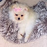 dog, puppy, pomeranian, fluffy, white, bow, pink_bow, pet, cute, furry_blanket, cozy, small_stick, indoors, animal, adorable, resting, soft_texture, companion, domestic, relaxed