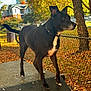 Nali is registered to the contest to win money with this photo: alert, animal, autumn, background, black_dog, canine, collar, daylight, dog, fall_leaves, fence, grass, nature, outdoor, park, pet, season, side_view, standing, tree